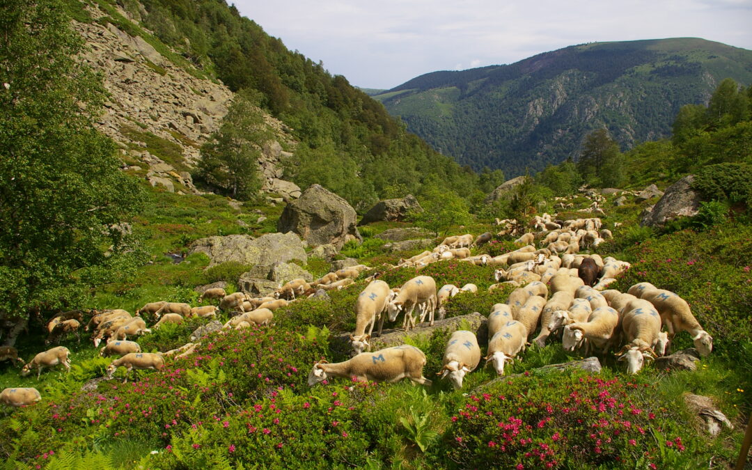 Fièvre catarrhale ovine : vacciner et indemniser, une urgence vitale !